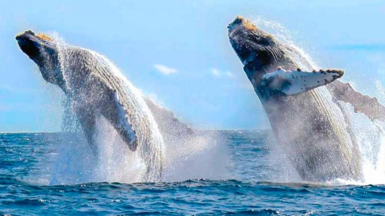 Nayri Ocean 401 Daire Bucerías Dış mekan fotoğraf